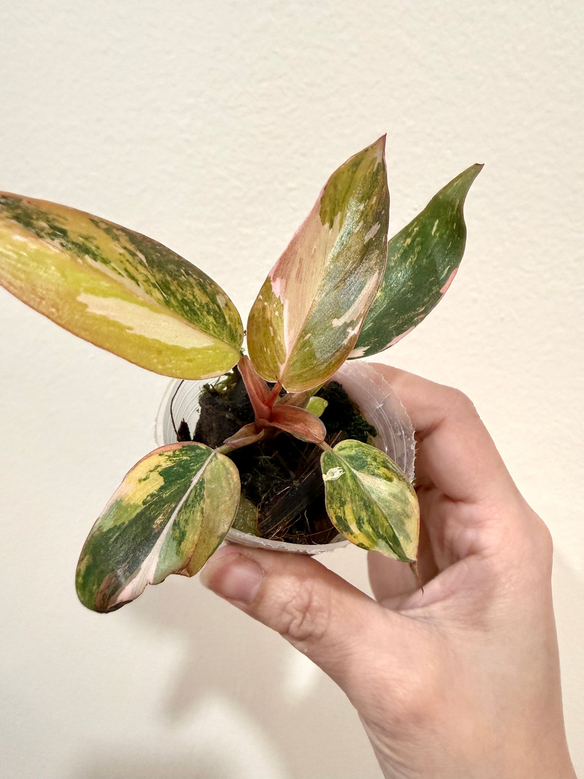 Philodendron Princess Tricolour