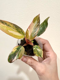 Philodendron Princess Tricolour