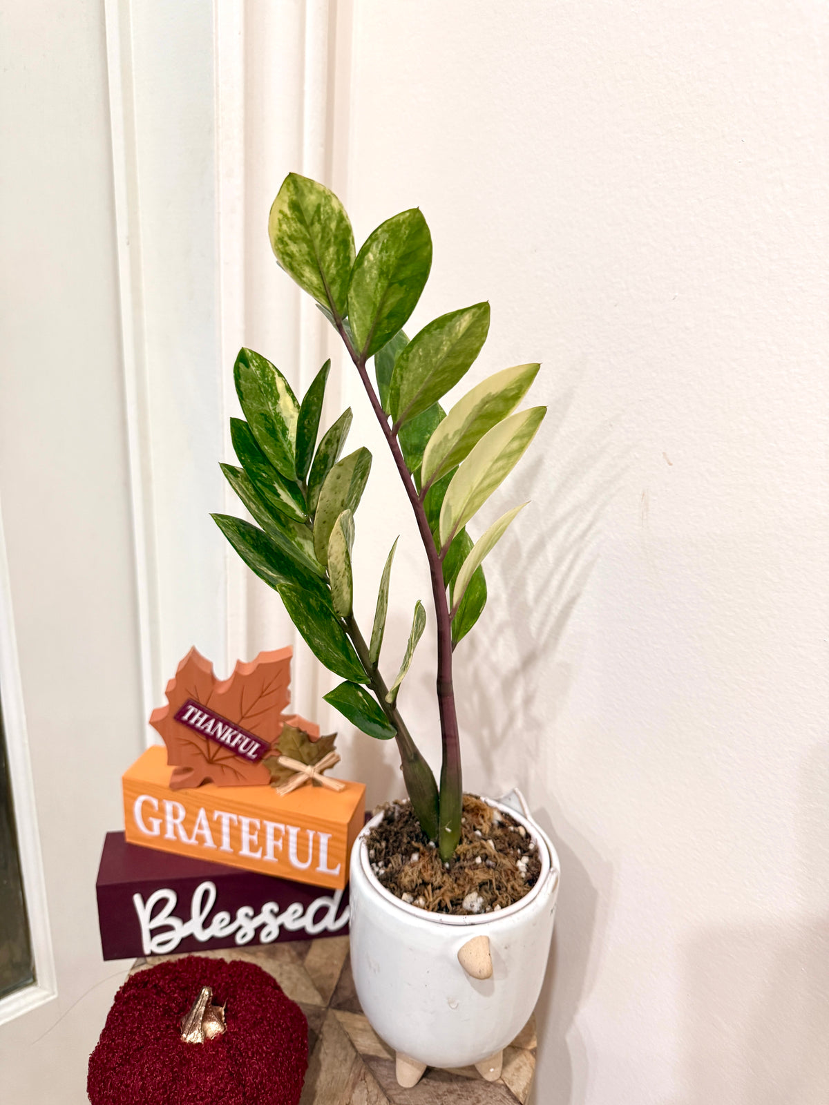 ZZPlant Aurea