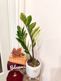 ZZPlant Aurea
