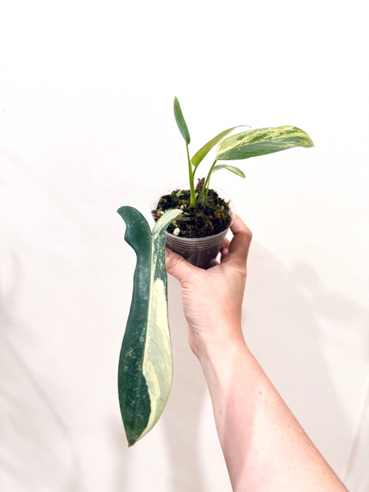 Philodendron Longilobatum Lelano Miyano Variegated