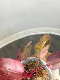 Philodendron Pink Princess Galaxy
