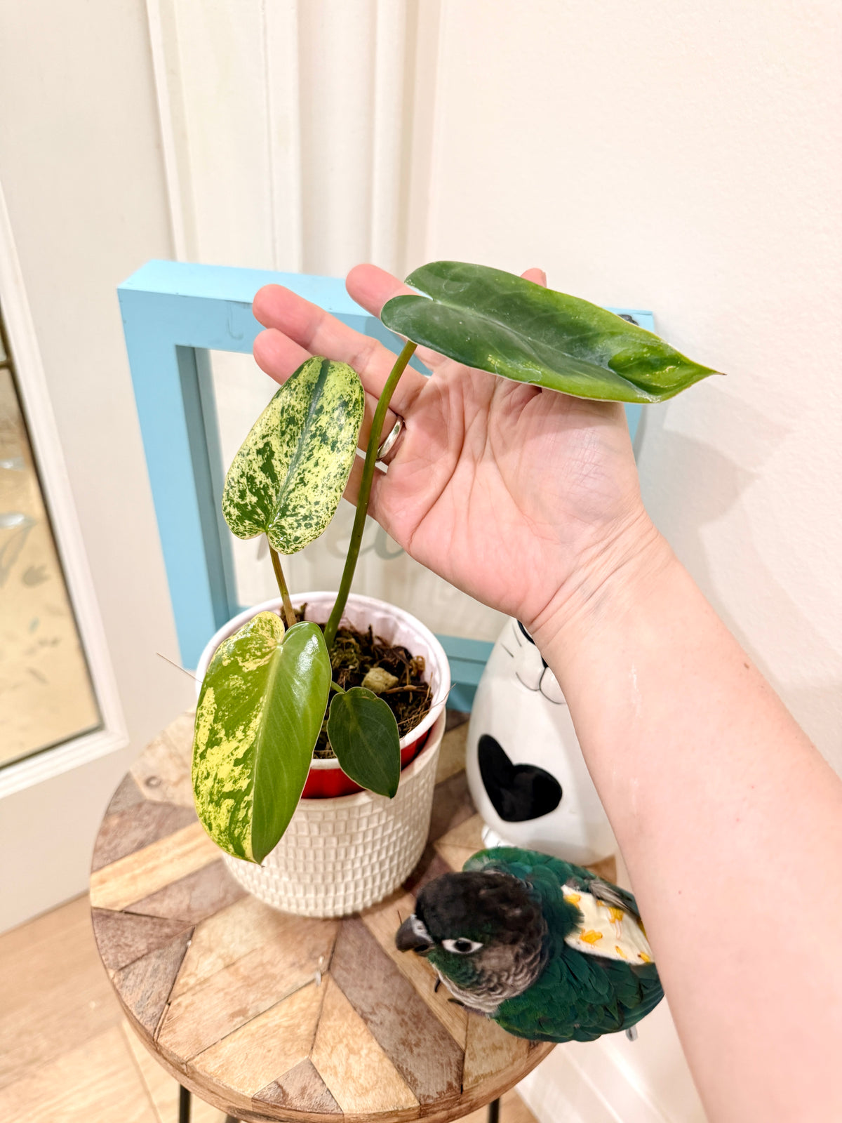 Philodendron Ilsemanii