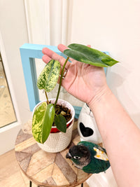 Philodendron Ilsemanii