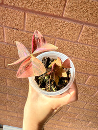 Oxalis Triangularis Variegated