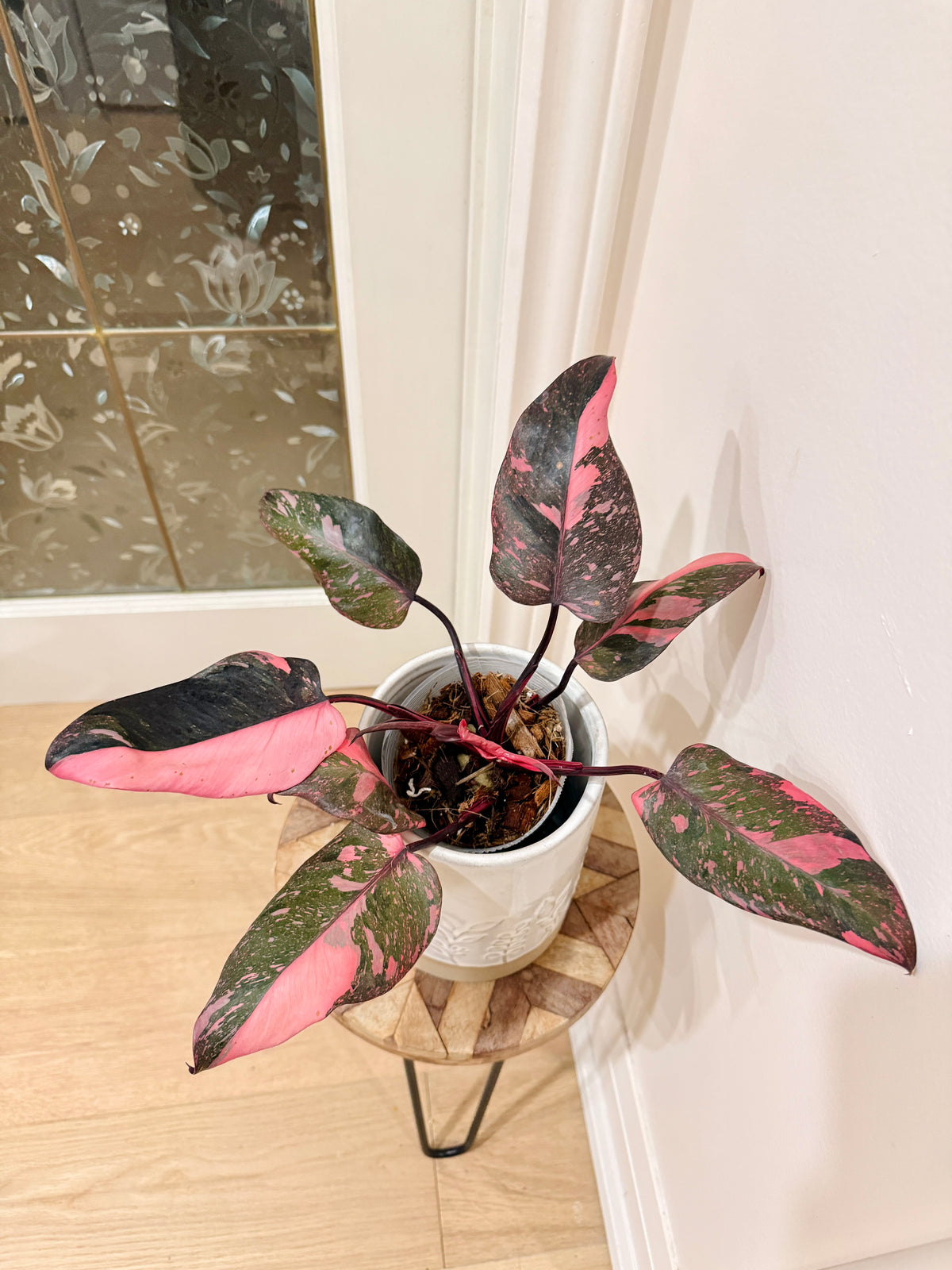 Philodendron Pink Princess Galaxy