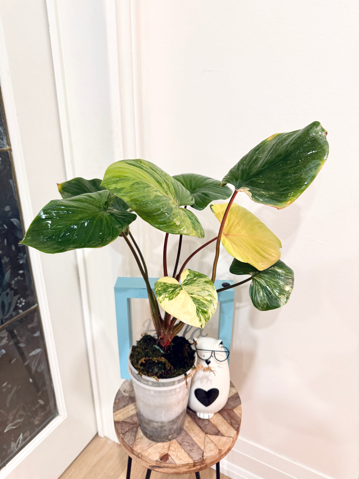 Homalomena Rubescen Tricolour