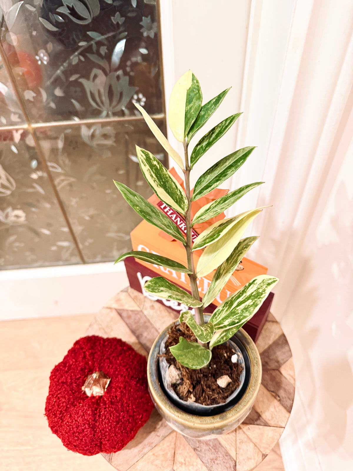 ZZPlant Aurea