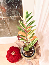 ZZPlant Aurea