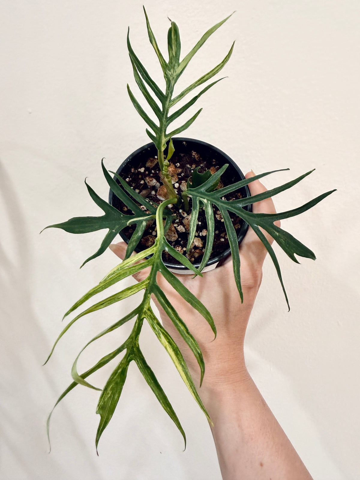 Philodendron Tortum Variegated