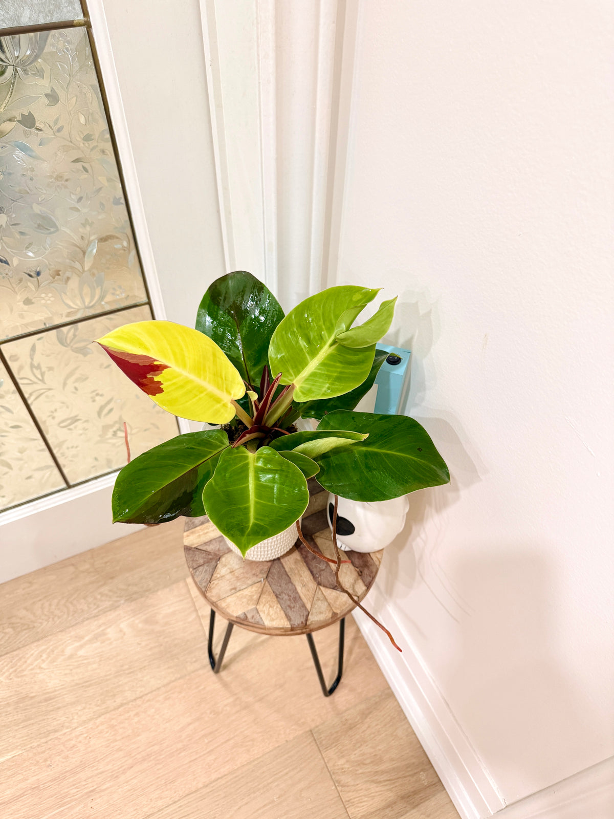 Philodendron Red Moon Variegated