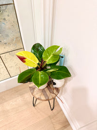 Philodendron Red Moon Variegated