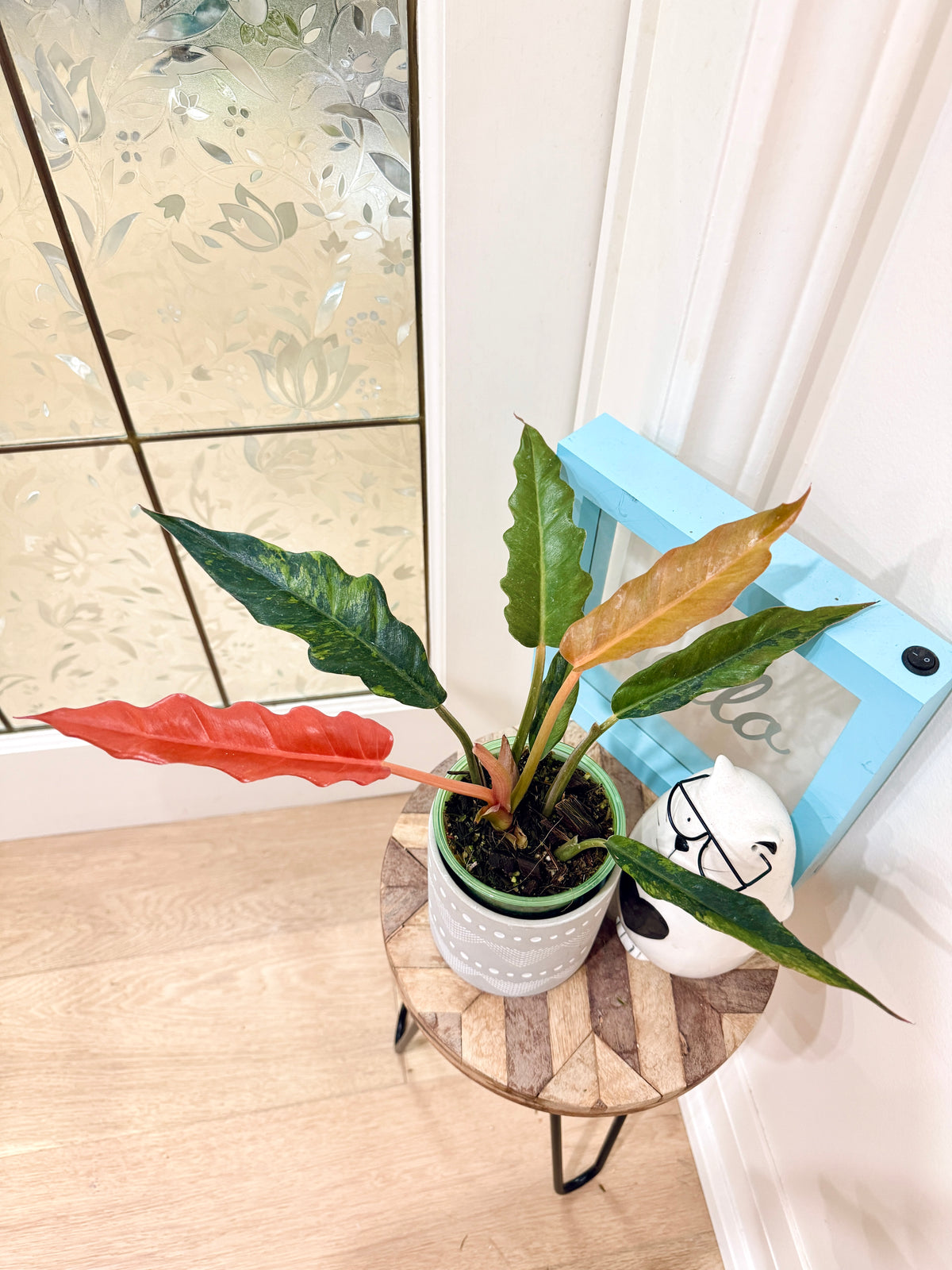 Philodendron Caramel Fire Tiger