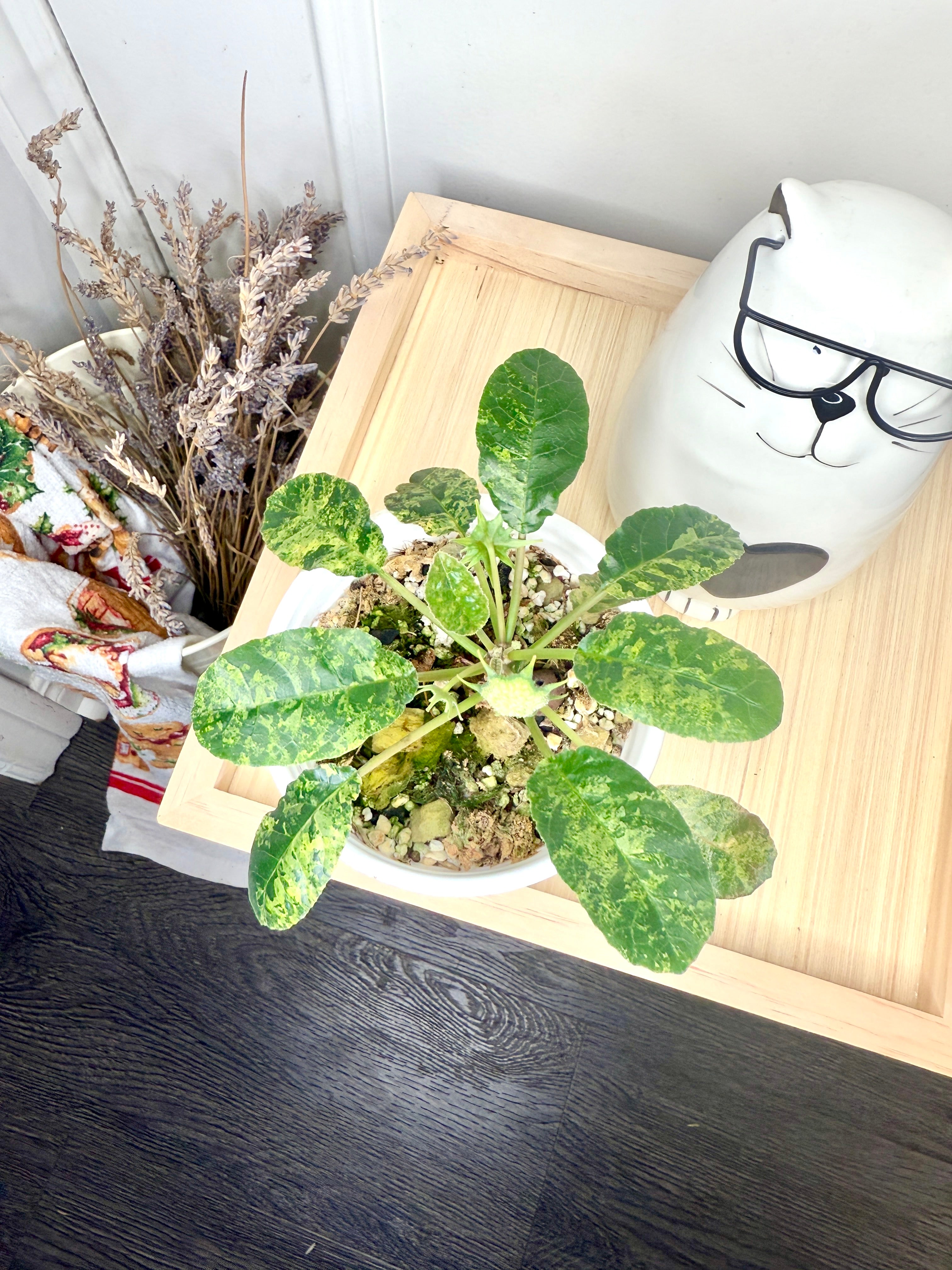 アイキャン 様専用Dorstenia foetida variegated 【公式通販】 アイキャン 様専用Dorstenia foetida variegated 【公式通販】