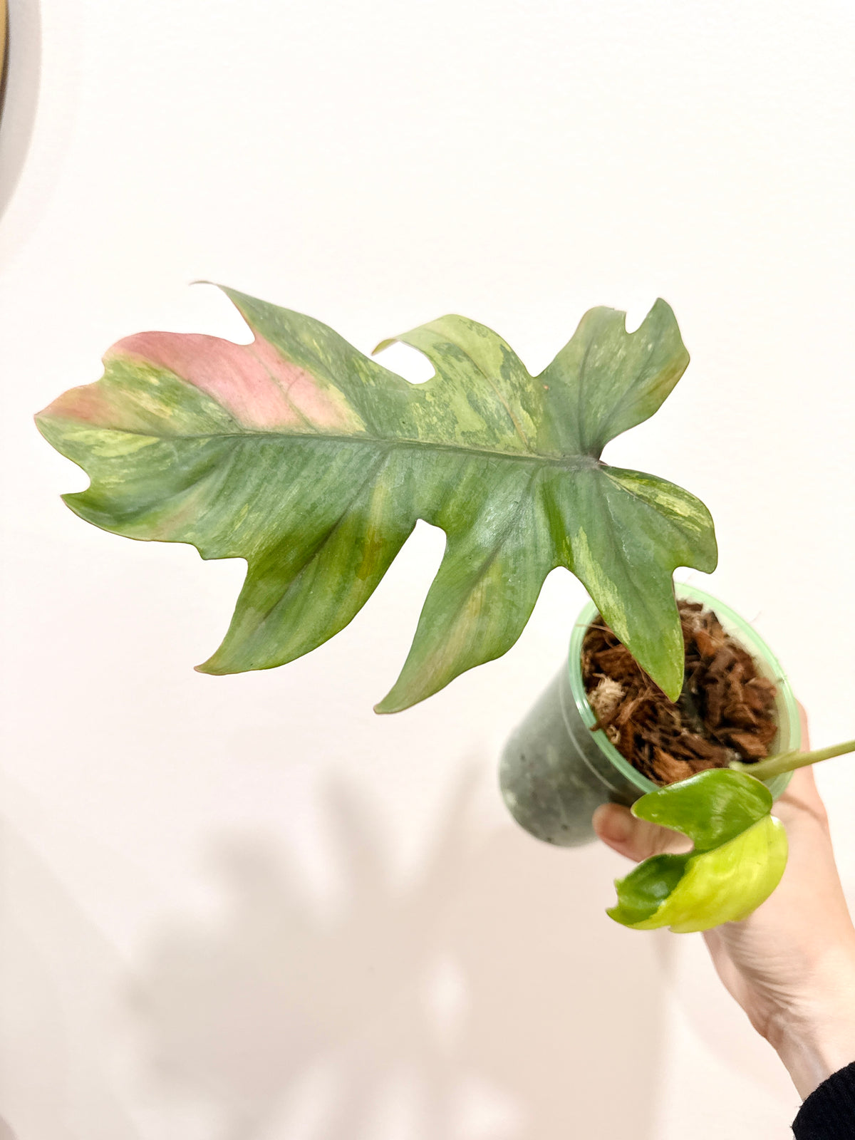 Philodendron Mayoi