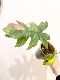 Philodendron Mayoi
