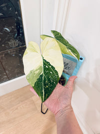 Philodendron Gloriosum Galaxy