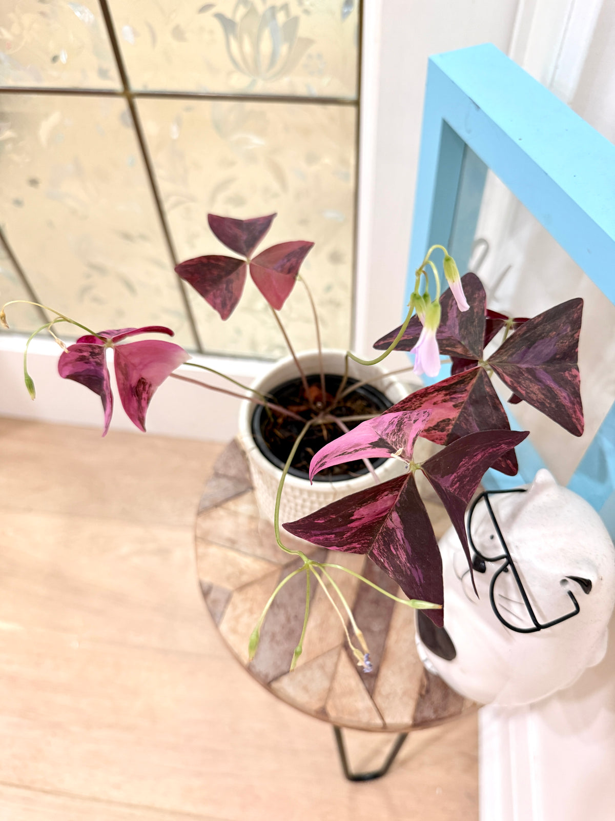Oxalis Triangularis Variegated