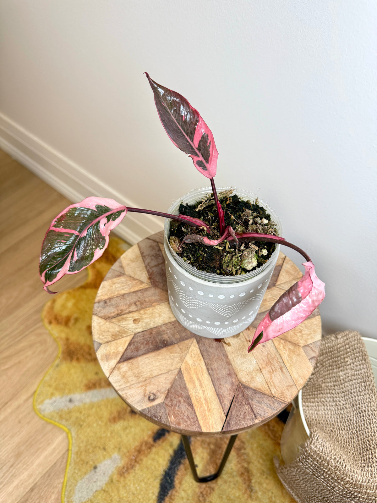 Philodendron Pink Princess Mutation
