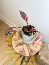 Philodendron Pink Princess Mutation