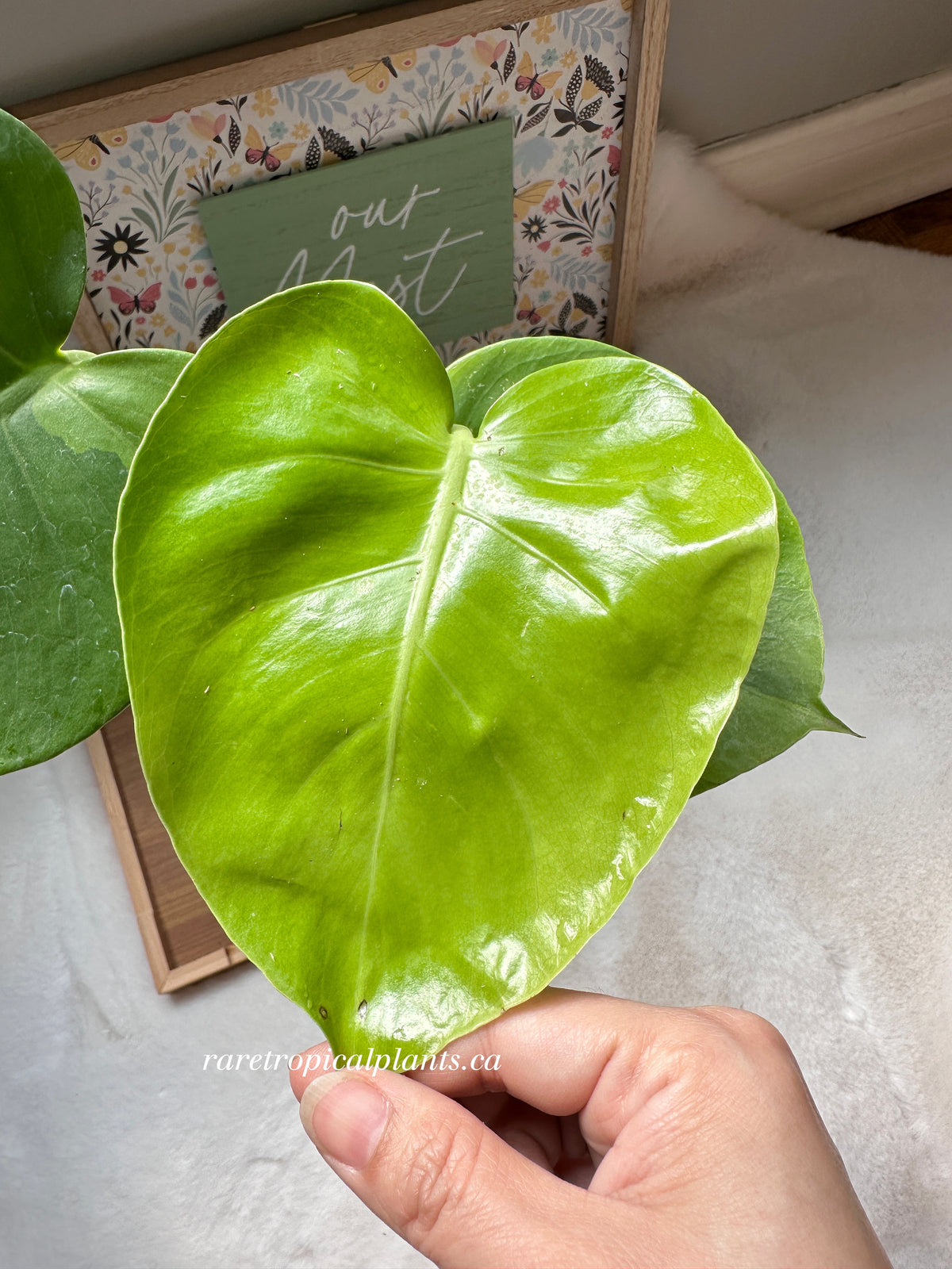 Monstera Green on Green GOG