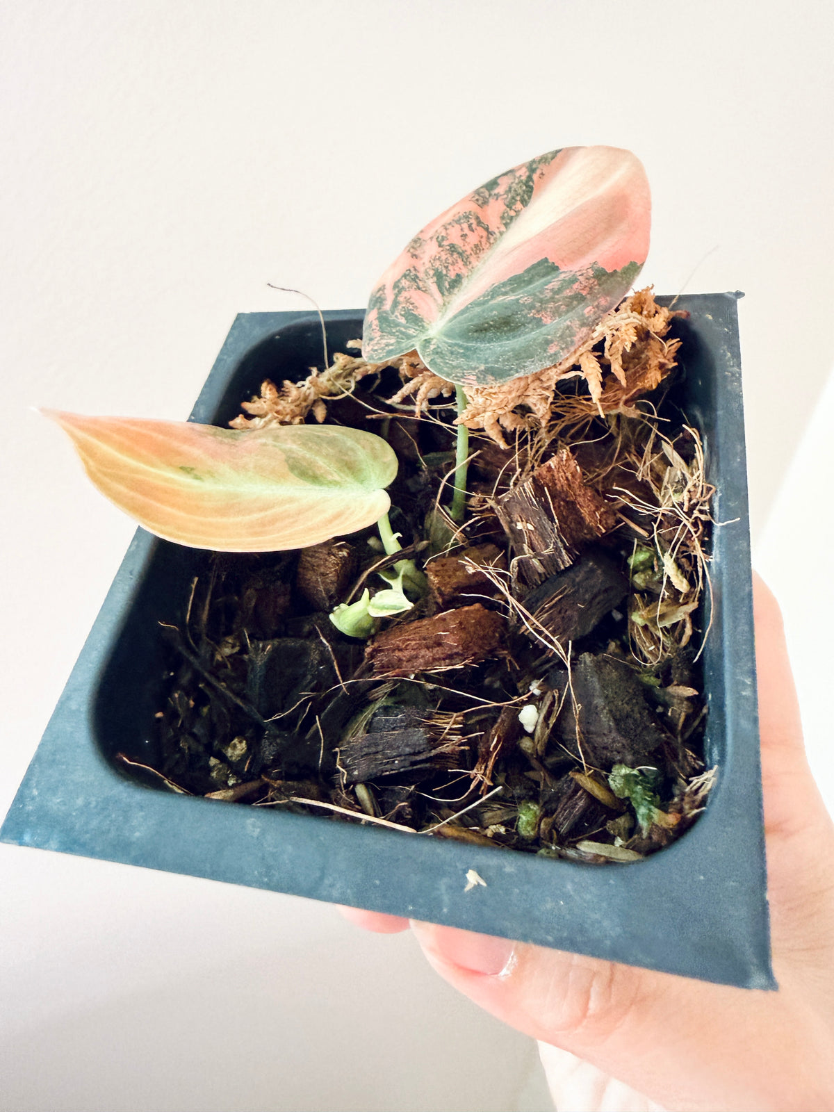 Philodendron Melanocrysum Orange "Bonfire"