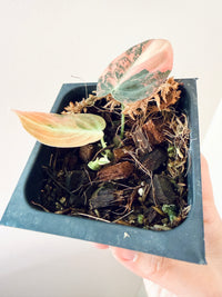 Philodendron Melanocrysum Orange "Bonfire"