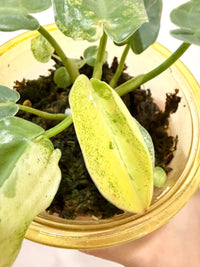 Philodendron Ilsemanii