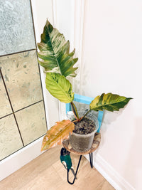 Philodendron Caramel Marble