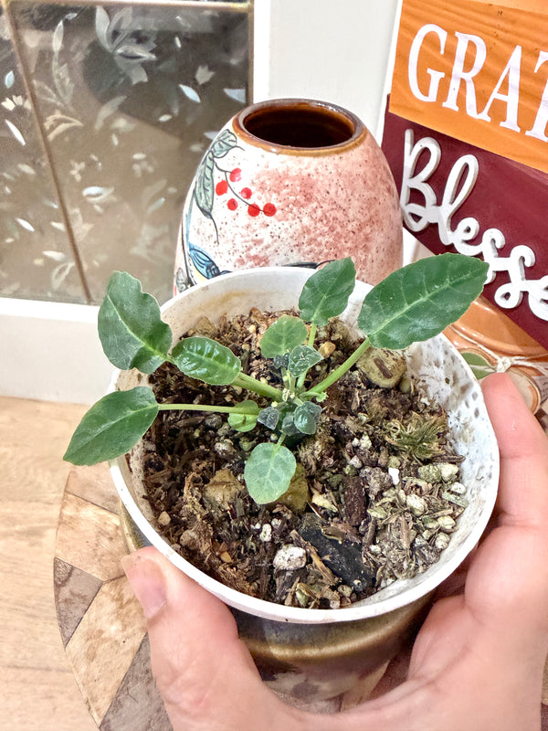 Dorstenia Foetida Green