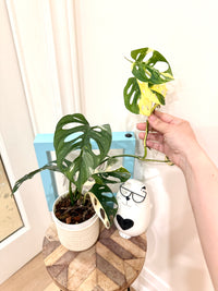 Monstera Adansonii Albo Variegated