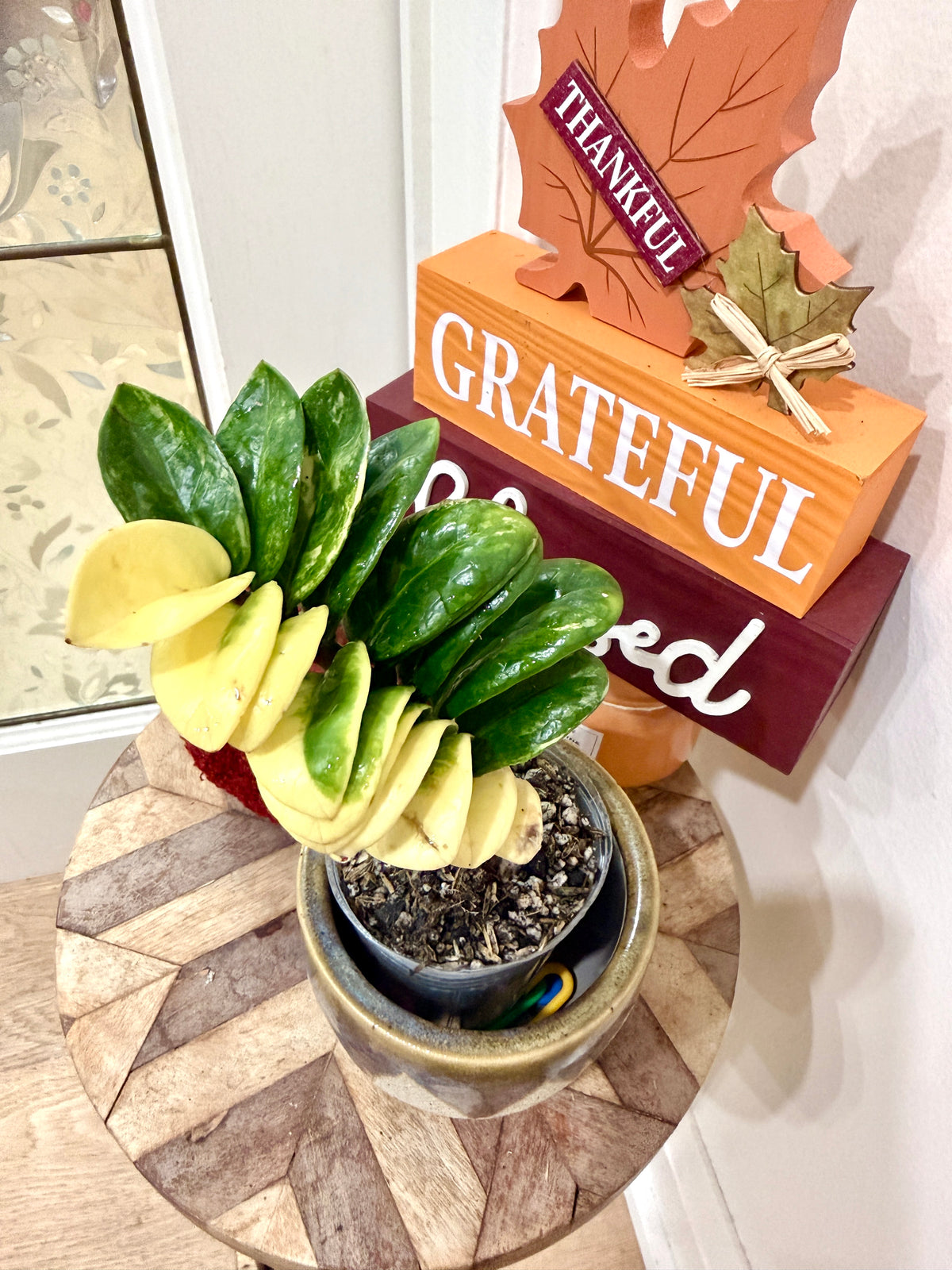 ZZ Dwarf Gold Variegated Plant