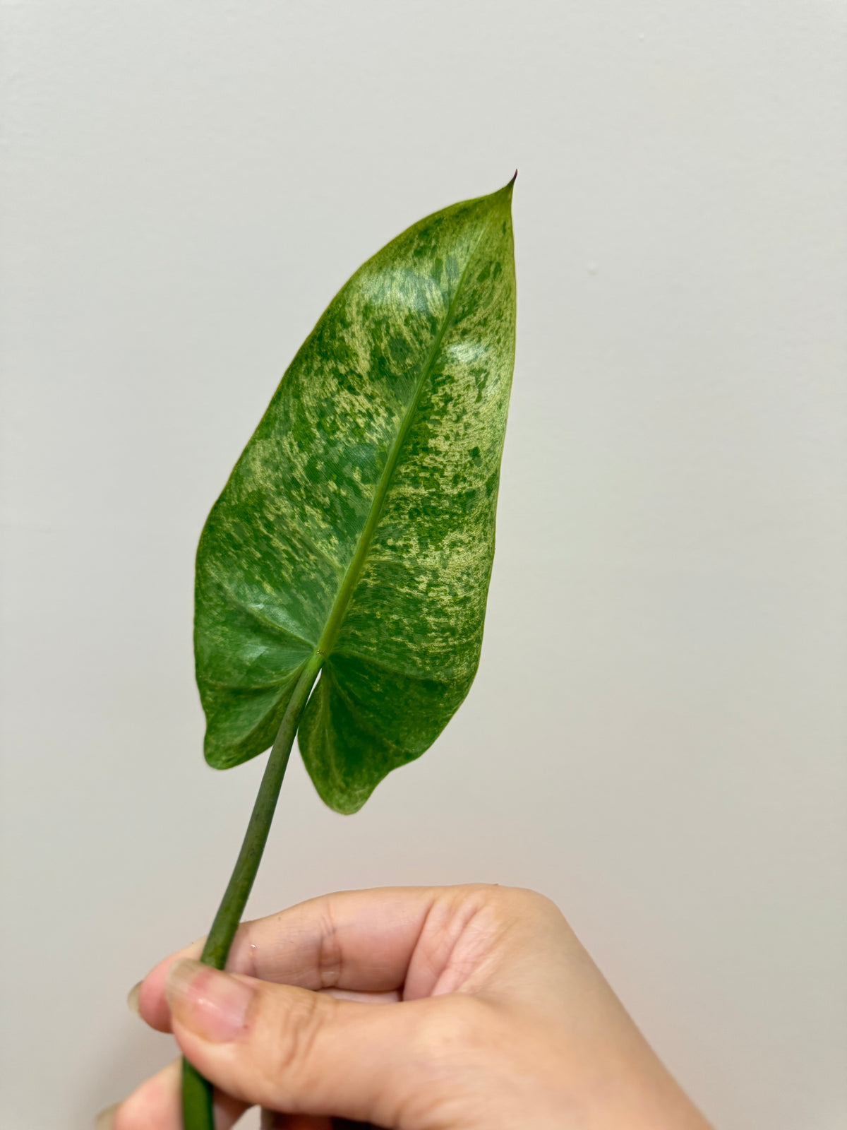 Philodendron Ilsemanii Variegated