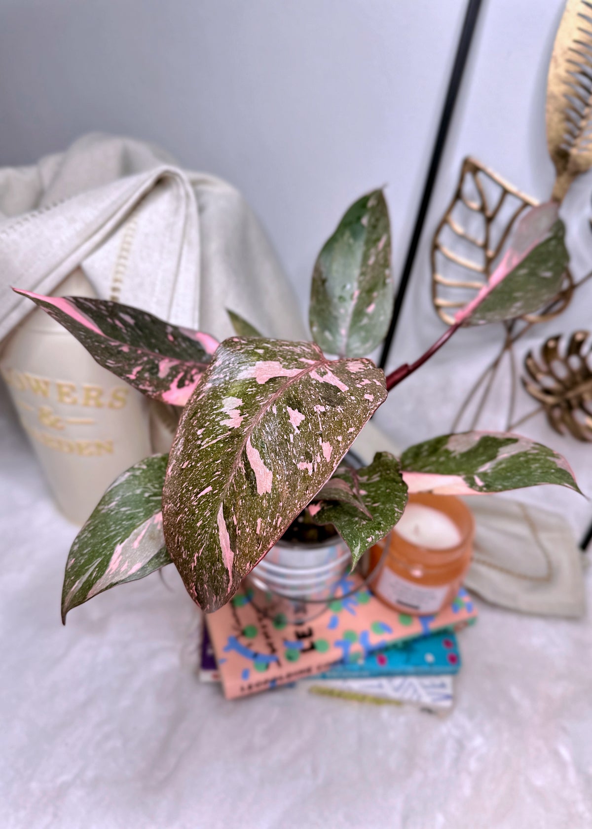 Philodendron Pink Princess Galaxy