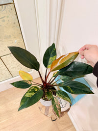 Philodendron Red Congo Variegated