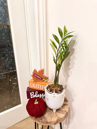 ZZPlant Aurea