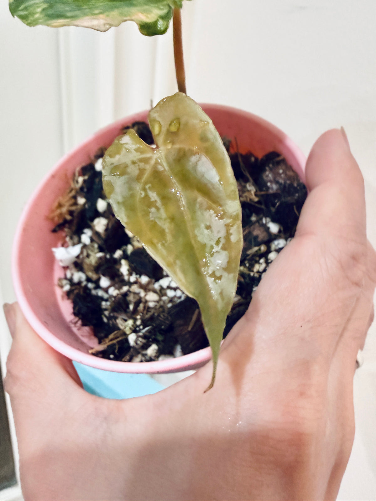 Anthurium Papillilaminum Variegated x RLFS