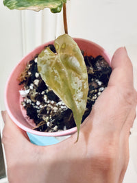 Anthurium Papillilaminum Variegated x RLFS