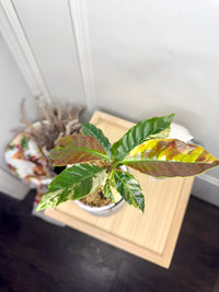 Arabica Coffee Tree Variegated