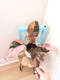 Philodendron Fire Princess