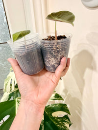 Alocasia Sedenii Aurea