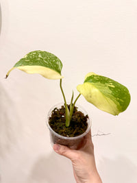 Monstera Electrolyte
