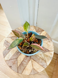 Philodendron Pink Princess Tricolour
