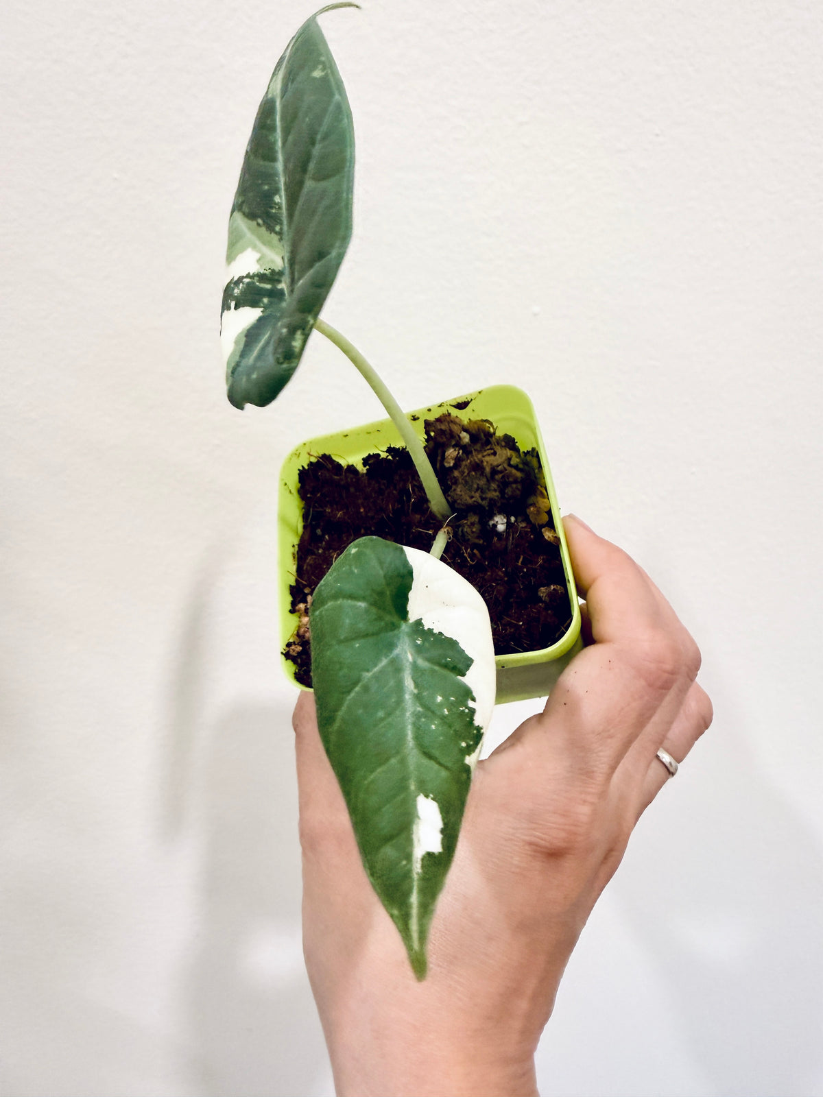 Alocasia Maharani Albo