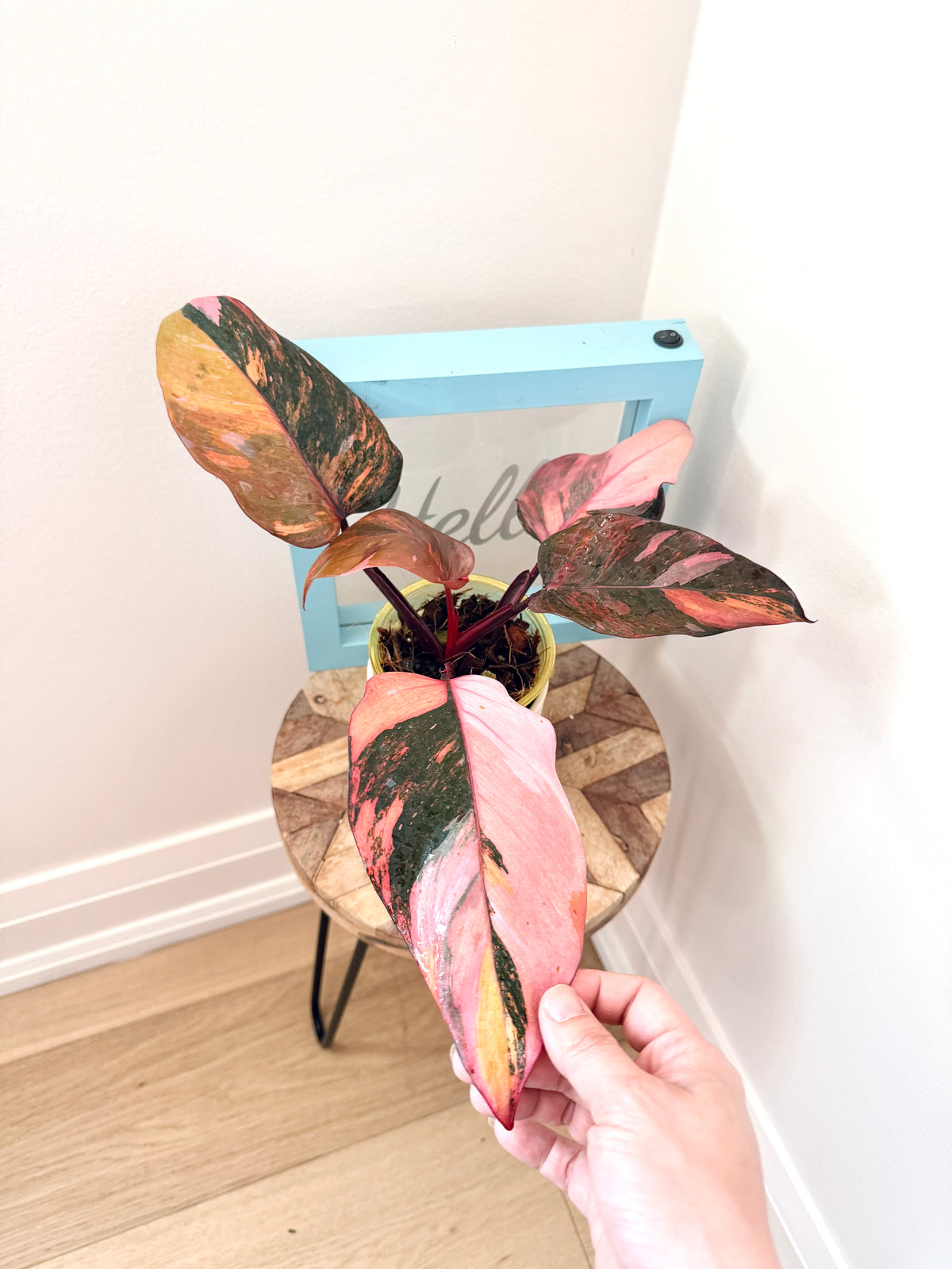 Philodendron Fire Princess