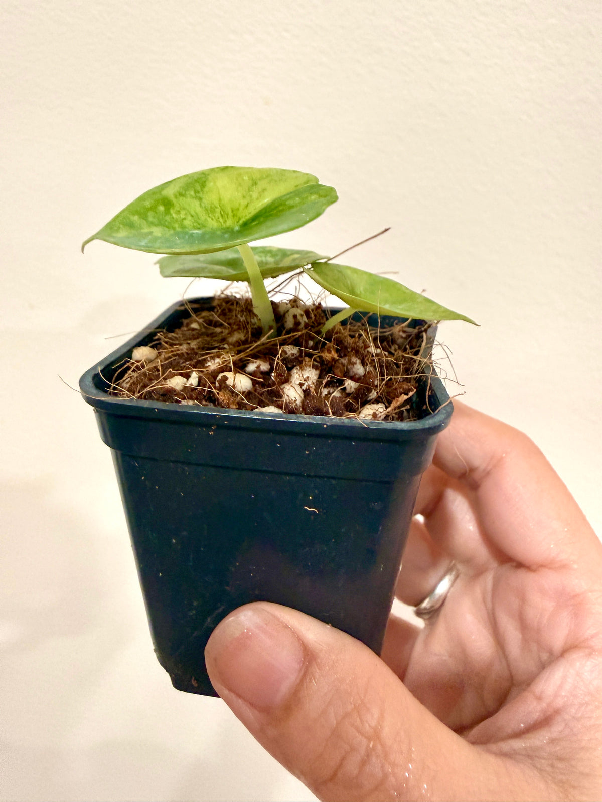 Alocasia Nebula Aurea Variegated
