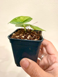 Alocasia Nebula Aurea Variegated