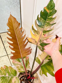 Philodendron Caramel Marble