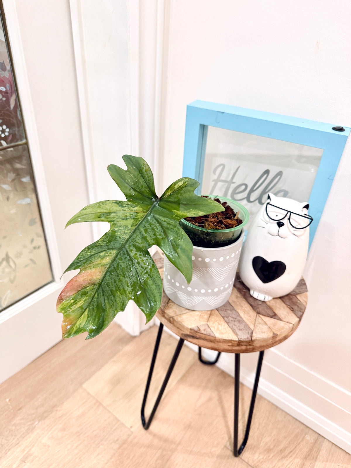 Philodendron Mayoi