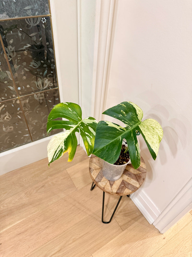 Monstera Jungle Mint